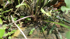 Viola inconspicua nagasakiensis