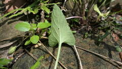 Viola inconspicua nagasakiensis