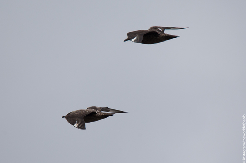 Págalo grande (Stercorarius skua)
