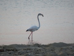 Phoenicopterus roseus