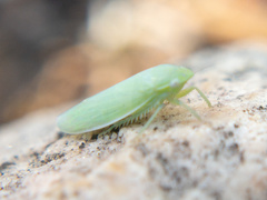 Gyponana angulata