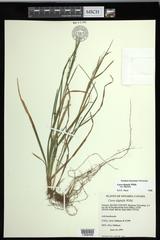 Carex digitalis digitalis