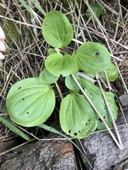 Trillium petiolatum