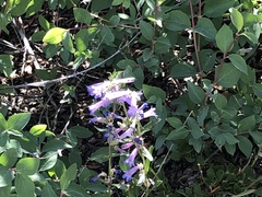 Penstemon decurvus