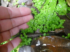 Selaginella ciliaris