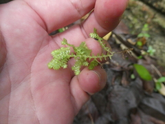 Selaginella ciliaris