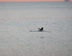 Phoenicopterus roseus