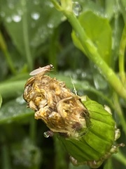 Lonchoptera bifurcata