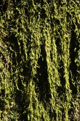 Hypnum cupressiforme filiforme