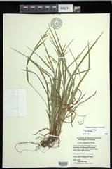 Carex digitalis digitalis