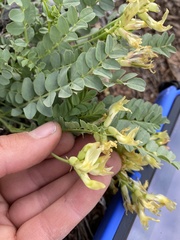 Astragalus oophorus