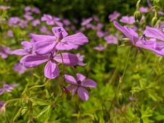 Geranium asphodeloides