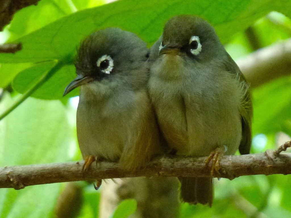Mauritius Olive White-Eye