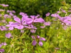 Geranium asphodeloides