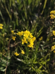 Brassica rapa