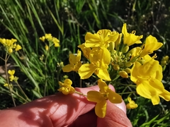 Brassica rapa
