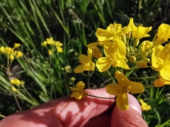 Brassica rapa