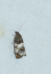 Notocelia trimaculana