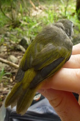 Mauritius Olive White-Eye photo 4
