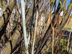 Salix daphnoides