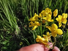 Brassica rapa