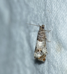 Notocelia trimaculana