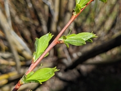Salix daphnoides
