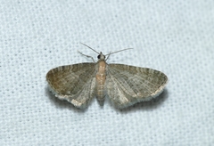 Eupithecia haworthiata