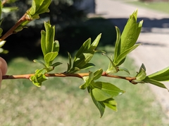 Salix daphnoides