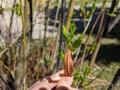 Salix daphnoides
