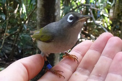 Mauritius Olive White-Eye photo 5