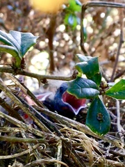 Euphagus cyanocephalus