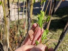 Salix daphnoides