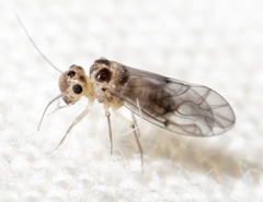 Peripsocus madidus