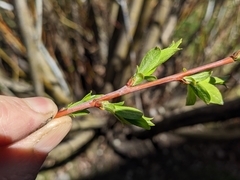 Salix daphnoides