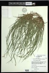 Carex digitalis digitalis