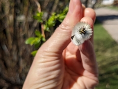 Salix daphnoides