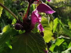 Lamium maculatum