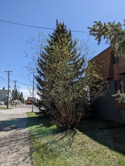 Salix daphnoides