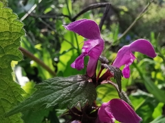 Lamium maculatum