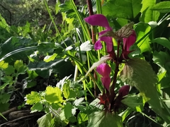 Lamium maculatum