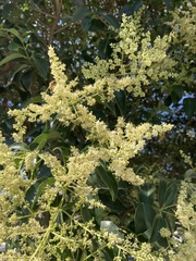 Ligustrum