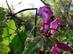 Lamium maculatum