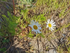 Tripleurospermum inodorum