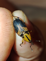 Metamasius sericeus
