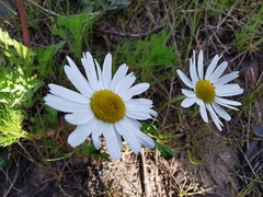 Tripleurospermum inodorum