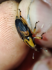Metamasius sericeus