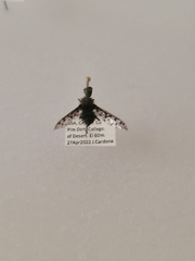 Bombyliidae