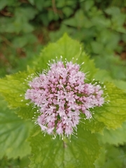 Valeriana pyrenaica