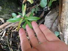 Syzygium myrtifolium